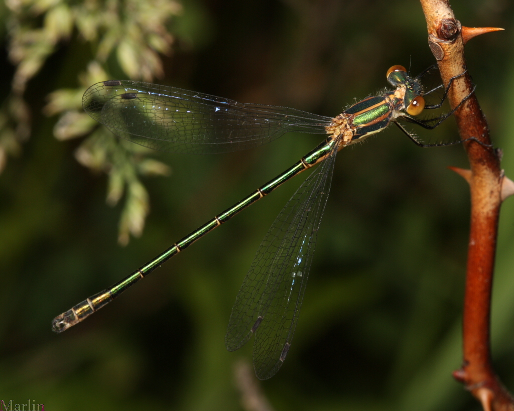 Male Emerald Spreadwing Damselfly