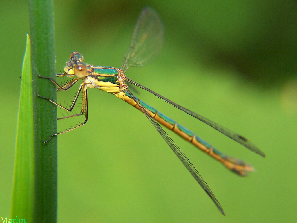 Emerald Spreadwing