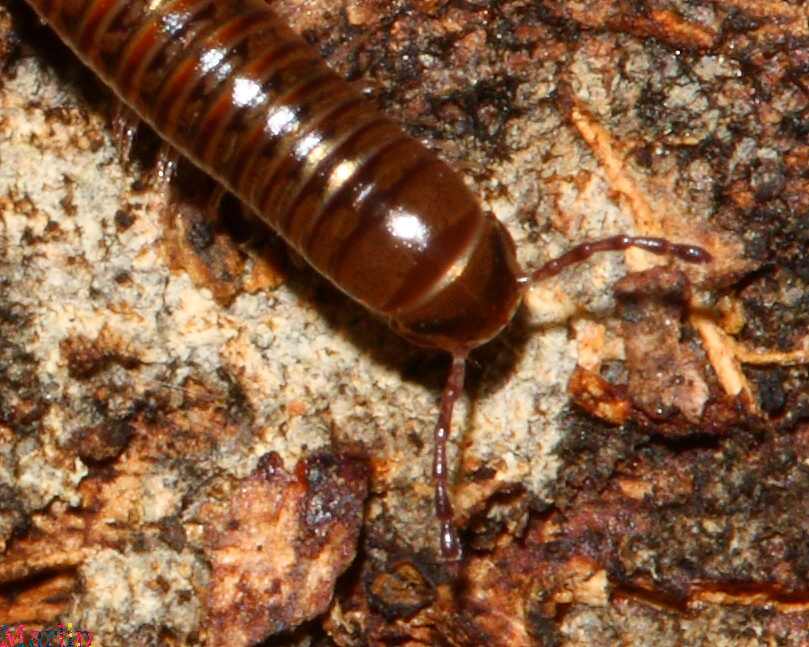 Female Millipede, Head Detail 