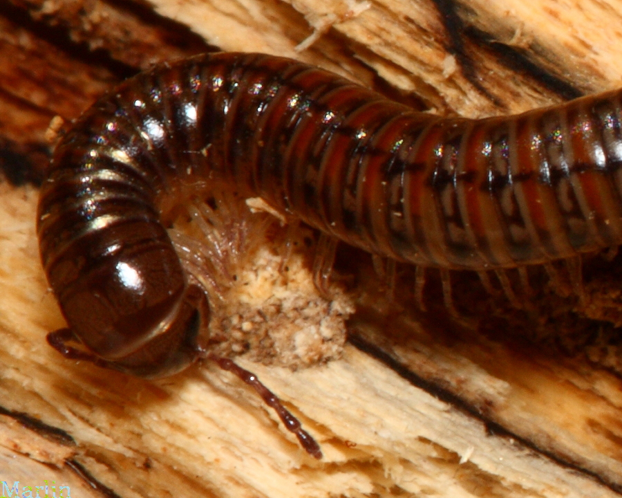 Female Millipede, Head Detail 