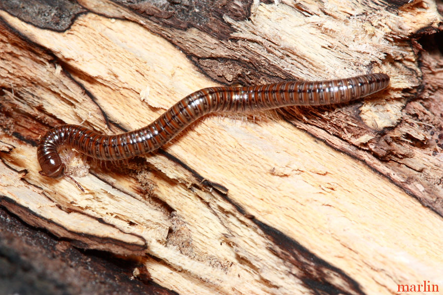 Millipede Head