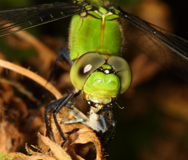Eastern Pondhawk Dragonfly