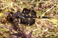 Black Saddlebags