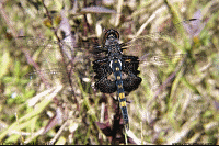 Black Saddlebags
