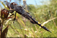Black Saddlebags