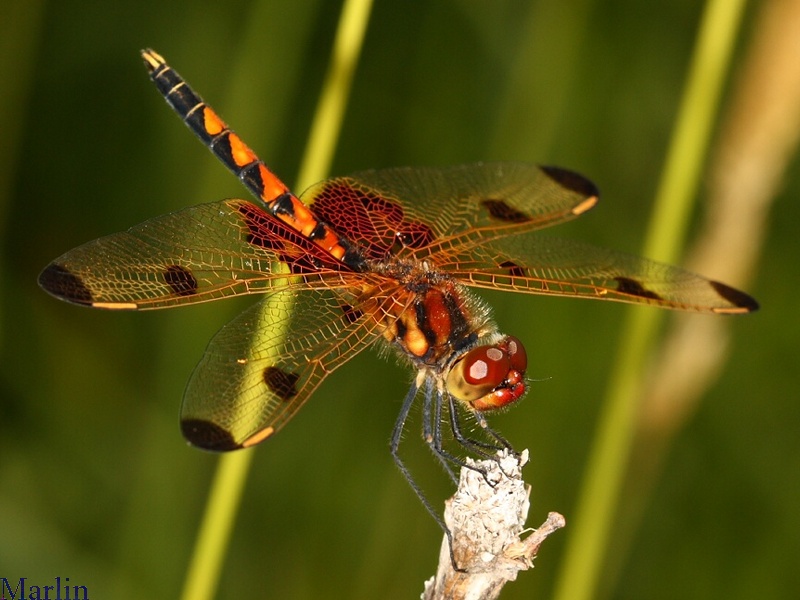 Male Calico Pennant