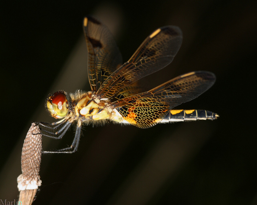 Female Calico Pennant