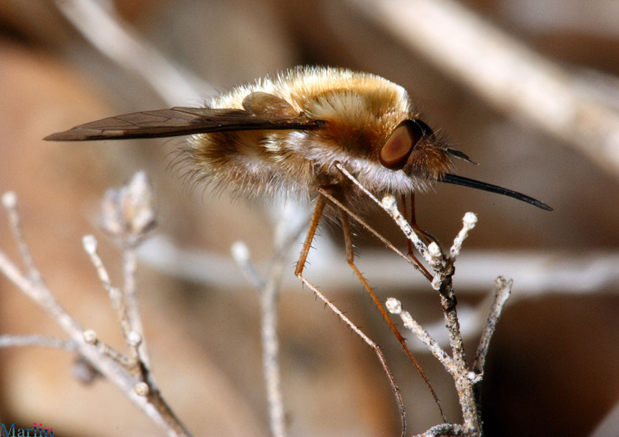Bee Fly - Bombylius major Bee Fly - Bombylius major