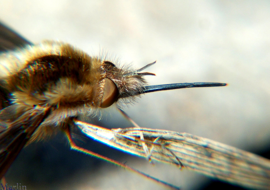 Bombylius major