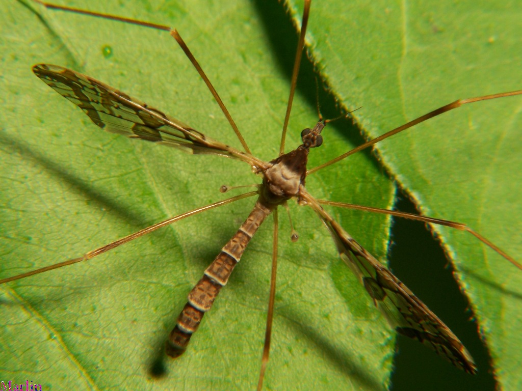 Crane Fly -&nbsp;Epiphragma solatrix