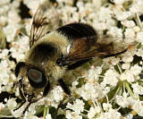 Syrphid Fly - Eristalis anthophorina