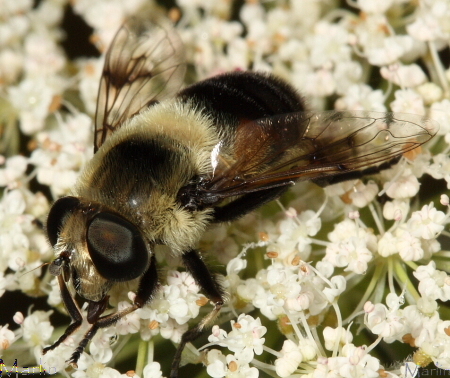 Eristalis_anthophorina_900