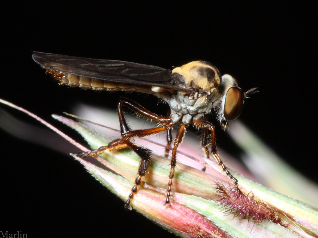 Robber Fly - H. abdominalis