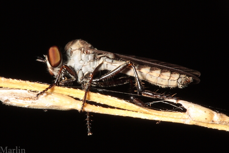 Robber Fly - Holcocephala calva