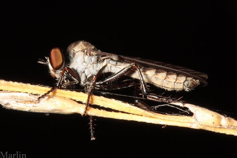 Robber Fly - Holcocephala calva