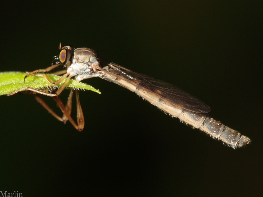 Robber Fly - Leptogaster sp.