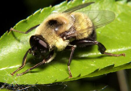 Female Syrphid fly, Mallota sp.
