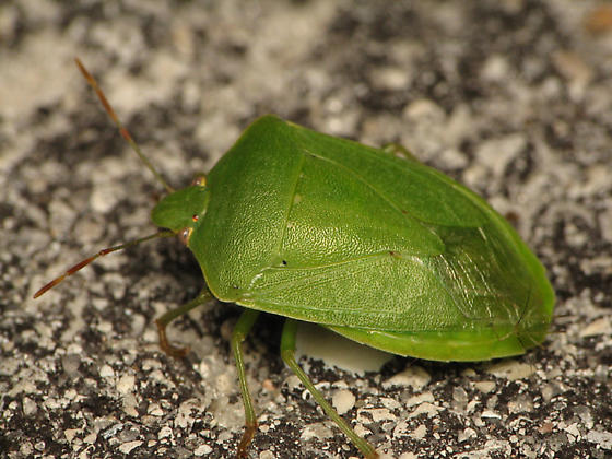 Nezara viridula
