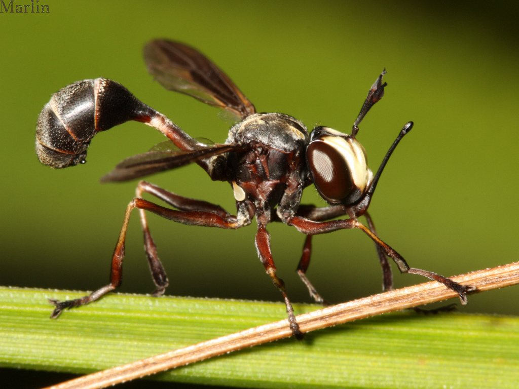 Thick-headed Fly - Physocephala&nbsp;tibialis