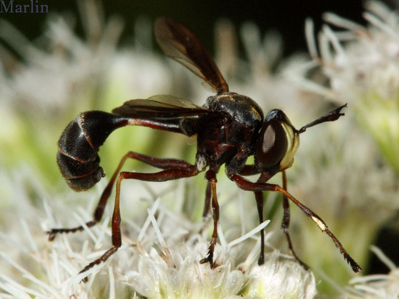 Thick-headed Fly - Physocephala&nbsp;tibialis