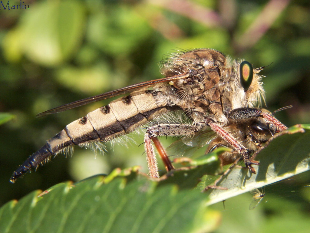 Robber Fly