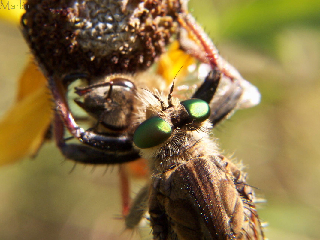 Robber Fly