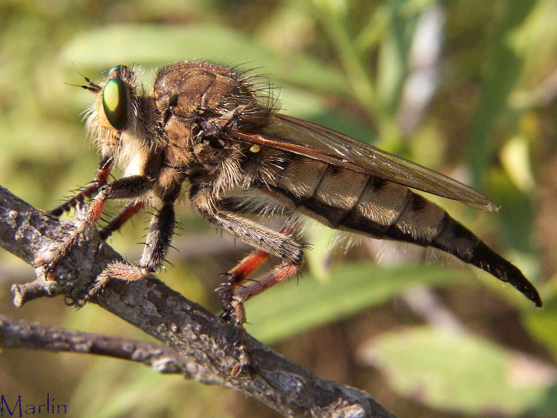 Robber Fly - Promachus sp.