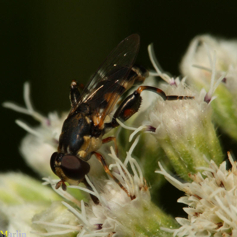 Syrphid Fly - Syritta pipiens 