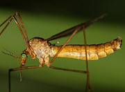 Crane Fly - Tipula bicornis
