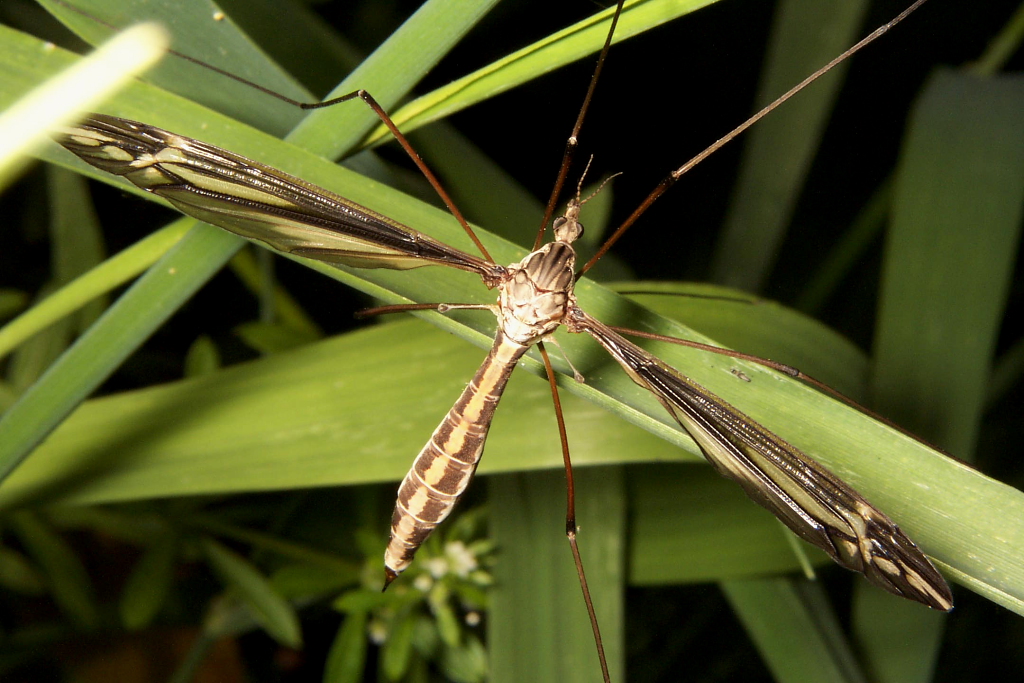Crane Fly