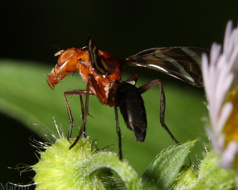 Ulidiidae