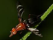 Picture-winged Fly