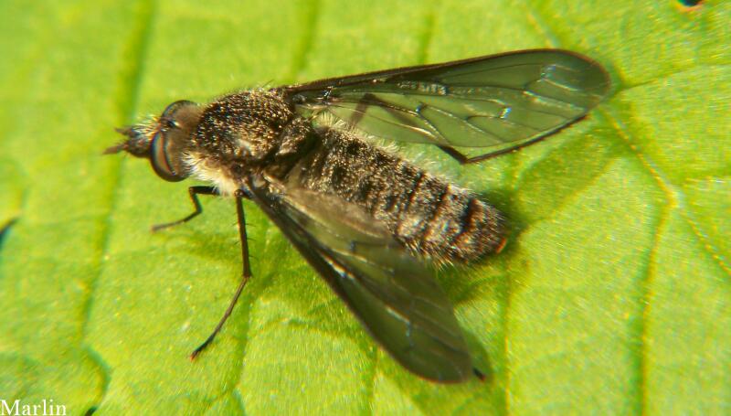 Bee Fly - Aldrichia sp. 