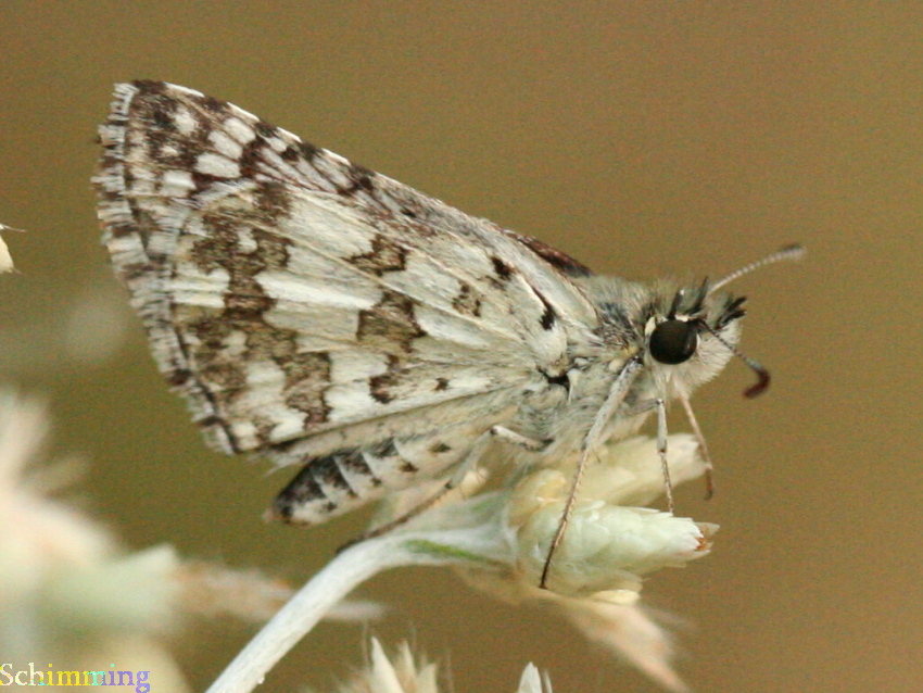 Checkered Skipper