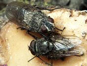Cluster Fly - Pollenia sp.