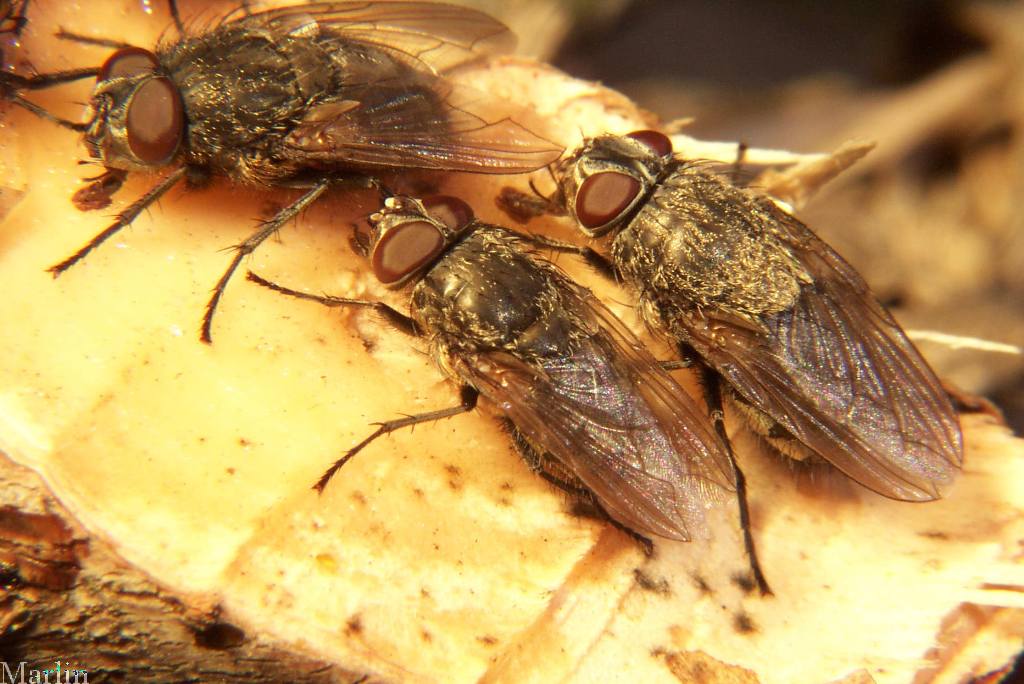 Cluster Fly - Pollenia sp.