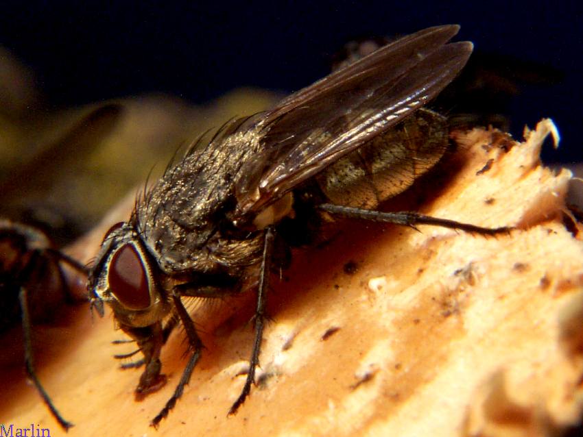 Cluster Fly - Pollenia sp.