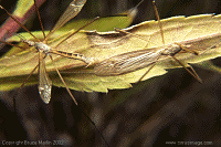 Tipula spp.