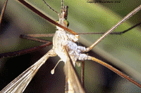 FamilyTipulidae