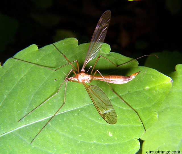 Crane Fly