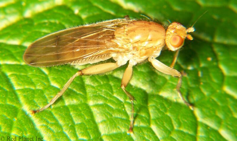 Sun Fly - Amoebaleria helvola 