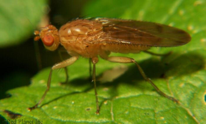 Sun Fly - Amoebaleria helvola 