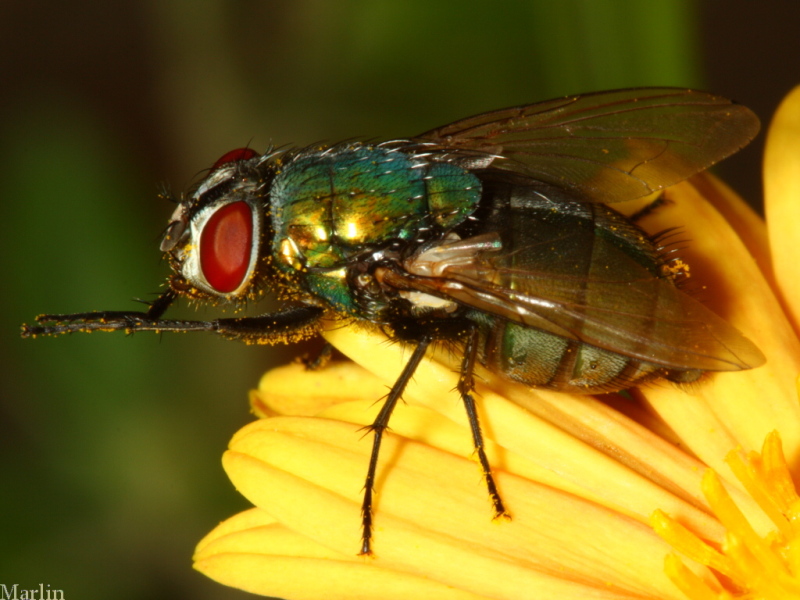 Green Bottle Fly - Phaenicia sericata