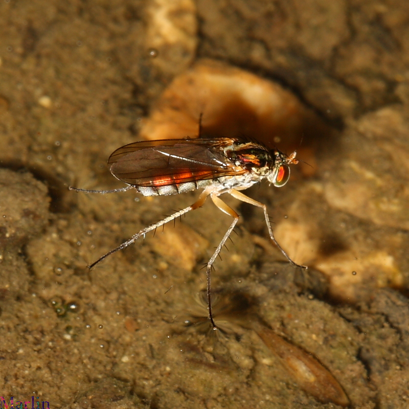 Long-Legged Fly - Dolichopus sp.