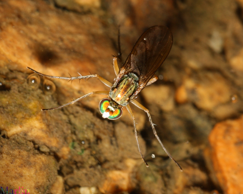 Long-Legged Fly - Dolichopus sp.