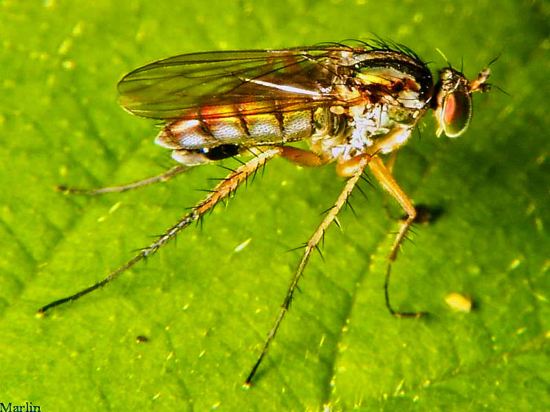 Long-legged Fly