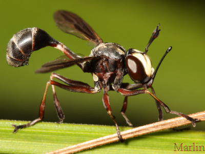 Family Conopidae - Thick-Headed Flies