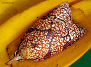 picture of moth