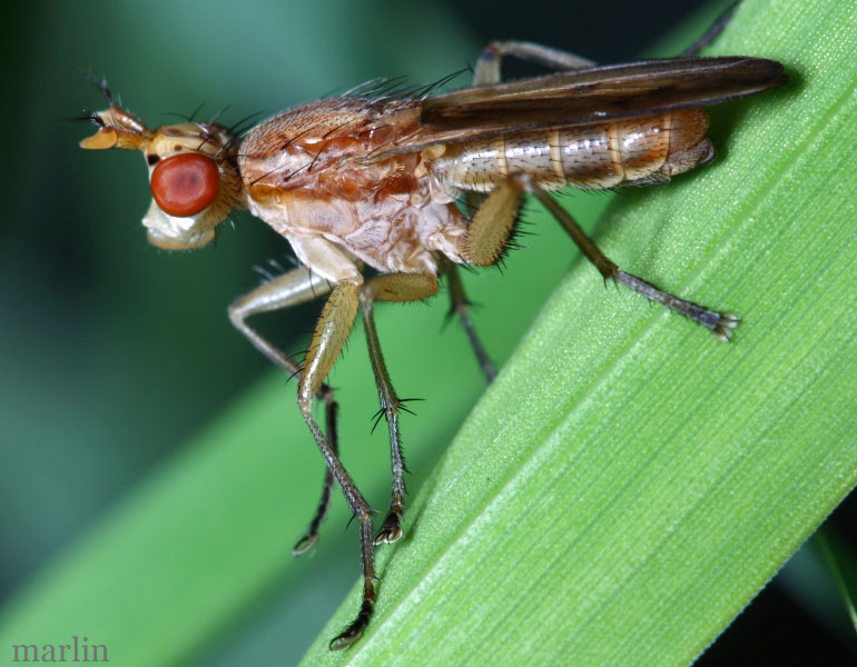 Sciomyzidae