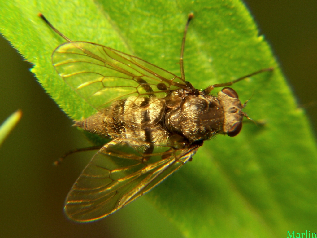 Snipe Fly - Chrysopilus sp.